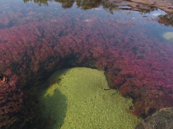 أجمل أنهار العالم ، نهر كانو كريستال ذو الألوان الخمسة في كولومبيا