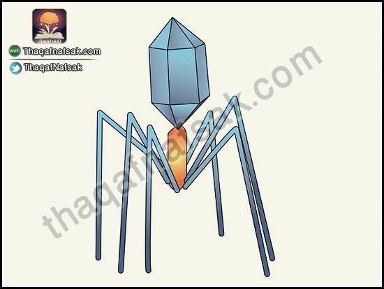 كيف تقى نفسك من نزلات البرد و الانفلونزا ؟ كيف تقى نفسك من نزلات البرد و الانفلونزا ؟