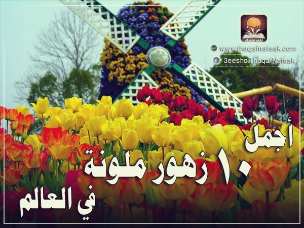 أجمل 10 زهور ملونة في العالم أجمل 10 زهور ملونة في العالم