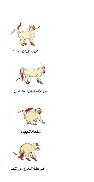 لغة القطط كيف تقرأ أفكار القطط من خلال إيماءاتها لغة القطط كيف تقرأ أفكار القطط من خلال إيماءاتها