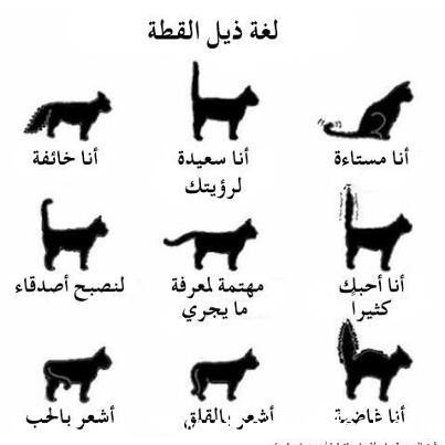 لغة القطط كيف تقرأ أفكار القطط من خلال إيماءاتها لغة القطط كيف تقرأ أفكار القطط من خلال إيماءاتها
