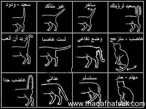 لغة القطط كيف تقرأ أفكار القطط من خلال إيماءاتها لغة القطط كيف تقرأ أفكار القطط من خلال إيماءاتها