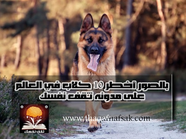 بالصور : قائمة أخطر و أشرس 10 كلاب في العالم بالصور : قائمة أخطر و أشرس 10 كلاب في العالم