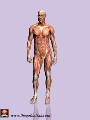 حقائق مذهلة عن جسم الإنسان حقائق مذهلة عن جسم الإنسان