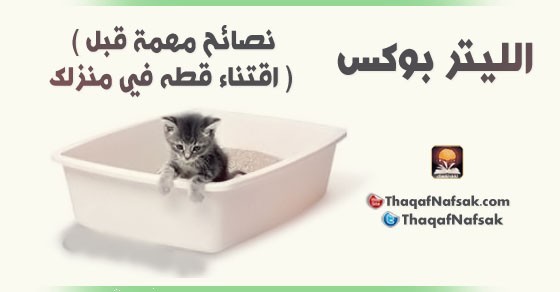 الليتر بوكس نصائح مهمة قبل اقتناء قطه في منزلك الليتر بوكس نصائح مهمة قبل اقتناء قطه في منزلك
