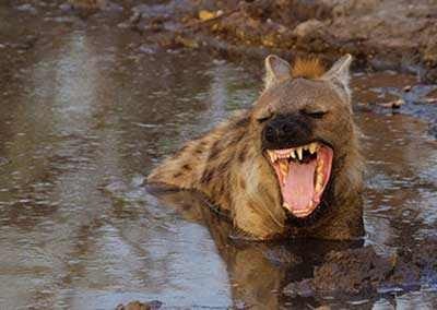 بالصور أقوى 10 عضات مفترسة لحيوانات مختلفة