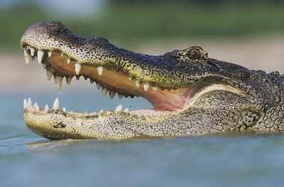 بالصور أقوى 10 عضات مفترسة لحيوانات مختلفة