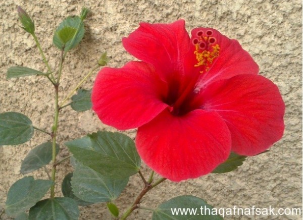 الكركديه فوائد لا حصر لها .