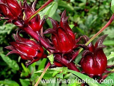 الكركديه فوائد لا حصر لها .