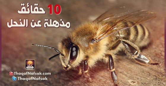 10 حقائق مذهلة عن النحل 10 حقائق مذهلة عن النحل