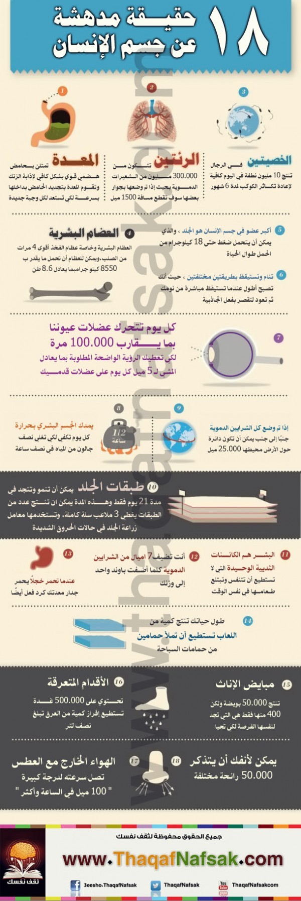 أنفوجرافيك : حقائق مبهرة عن جسم الإنسان أنفوجرافيك : حقائق مبهرة عن جسم الإنسان