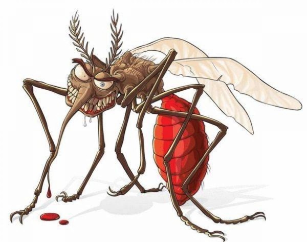 ٧ أعشاب ضعها في غرفتك للتخلص من الناموس والحشرات الطائرة ٧ أعشاب ضعها في غرفتك للتخلص من الناموس والحشرات الطائرة