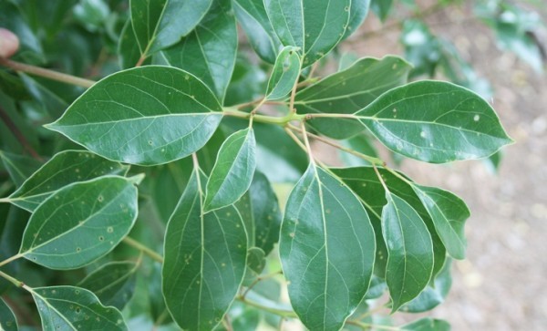 ماسك ورق الكافور للشعر وفوائده