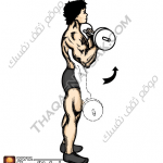 تمارين زيادة كتلة العضلات بالصور