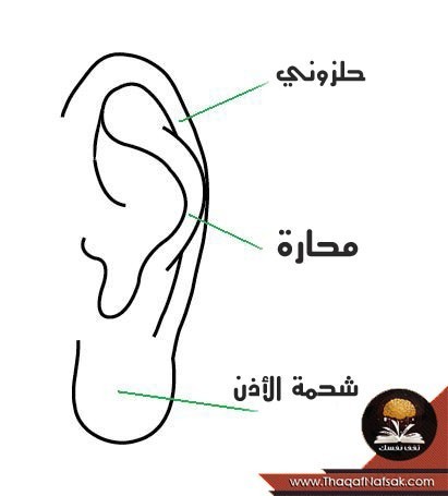 ماذا تقول اذنك عن شخصيتك وصحتك ؟ ماذا تقول اذنك عن شخصيتك وصحتك ؟