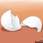 كيف تستخدم قشر البيض في تسميد التربة