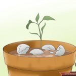 كيف تستخدم قشر البيض في تسميد التربة