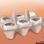 كيف تستخدم قشر البيض في تسميد التربة