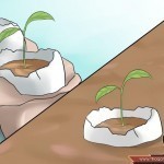 كيف تستخدم قشر البيض في تسميد التربة