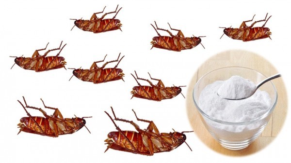 قم بوضع هذا الخليط في ركن المنزل، في الصباح سوف تلاحظ التخلص من الصراصير تماماً