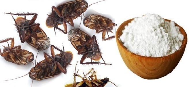 قم بوضع هذا الخليط في ركن المنزل، في الصباح سوف تلاحظ التخلص من الصراصير تماماً قم بوضع هذا الخليط في ركن المنزل، في الصباح سوف تلاحظ التخلص من الصراصير تماماً