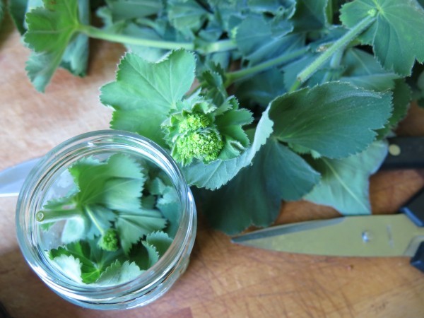 فوائد عشبة عباءة السيدة وآثارها الجانبية واستخداماتها