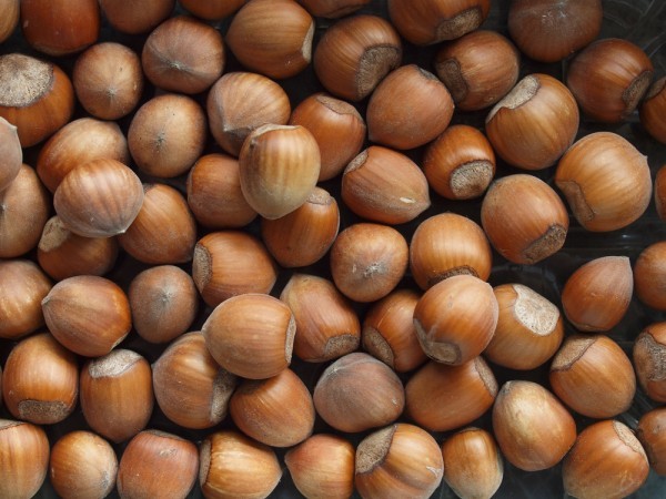 ماهي فوائد البندق احد المكسرات اللذيذة جدا والمفيدة إيضاً