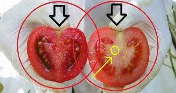 نحن نأكل السم ! كيف تتعرف علي الطماطم المعدلة وراثيا ؟
