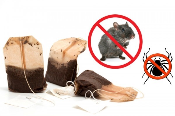 مكون سحري في أكياس الشاي يخلصك من الفئران تماماً