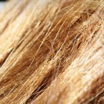 تفتيح الشعر بالبابونج بالصور