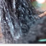 بالصور كريم زيت الزيتون للشعر طريقة عمله بنفسك