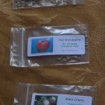 وضع 4 شرائح من الطماطم في دلو من التراب وبعد 12 يوم لن تصدق النتائج