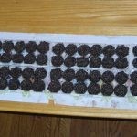 وضع 4 شرائح من الطماطم في دلو من التراب وبعد 12 يوم لن تصدق النتائج