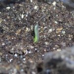 وضع 4 شرائح من الطماطم في دلو من التراب وبعد 12 يوم لن تصدق النتائج