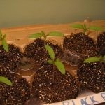 وضع 4 شرائح من الطماطم في دلو من التراب وبعد 12 يوم لن تصدق النتائج