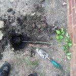 وضع 4 شرائح من الطماطم في دلو من التراب وبعد 12 يوم لن تصدق النتائج