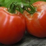 وضع 4 شرائح من الطماطم في دلو من التراب وبعد 12 يوم لن تصدق النتائج