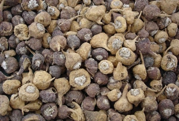 فوائد جذور الماكا الصحية