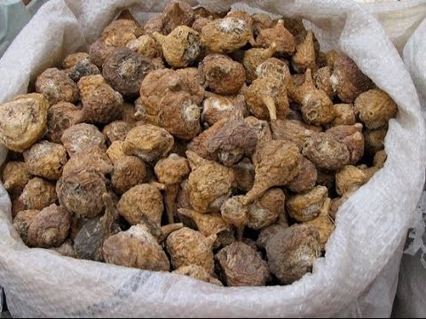 فوائد جذور الماكا الصحية فوائد جذور الماكا الصحية