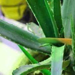 حضري ماسك الصبار من أوراق الصبار لشعرك و بشرتك