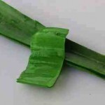 حضري ماسك الصبار من أوراق الصبار لشعرك و بشرتك