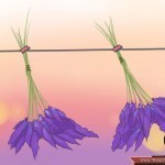 طريقة عمل زيت الخزامي في البيت وعمل بلسم أو كريم منه