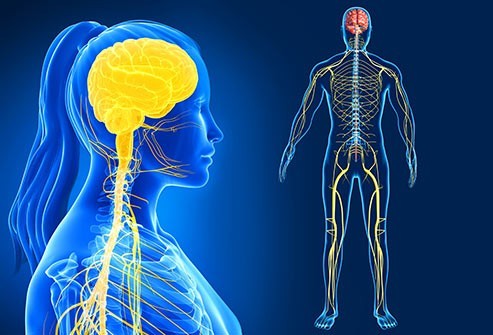 تقوية الجهاز العصبي بهذه البدائل الطبيعية تقوية الجهاز العصبي بهذه البدائل الطبيعية