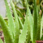 ماسكات الصبار للوجه لكل أنواع البشرة