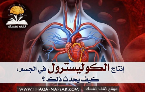 إنتاج الكوليسترول في الجسم، كيف يحدث ذلك ؟ إنتاج الكوليسترول في الجسم، كيف يحدث ذلك ؟