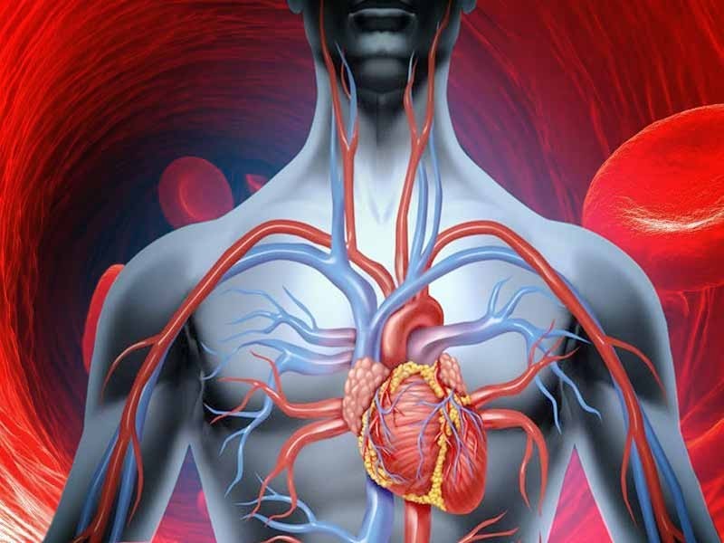 تحسين الدورة الدموية ببعض العلاجات العشبية تحسين الدورة الدموية ببعض العلاجات العشبية