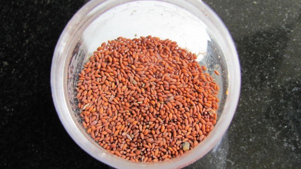 فوائد حب الرشاد بذور صغيرة بقيمة كبيرة