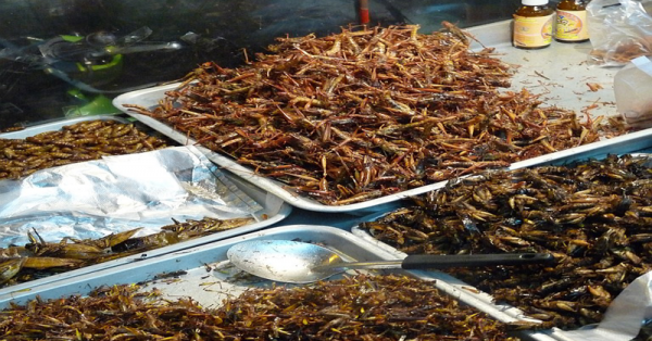 أكل الصراصير يجعل أمعائك أكثر صحة ! العلماء يقرروا ذلك !