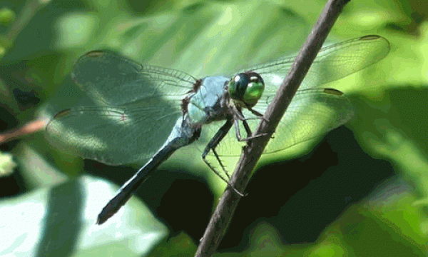اليعسوب التصوير الدقيق لدورة حياته