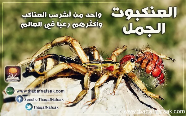 العنكبوت الجمل والحقيقة وراء هذه الأسطورة العنكبوت الجمل والحقيقة وراء هذه الأسطورة